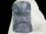 Paralejurus Trilobite Fossil - Foum Zguid, Morocco #68607-3
